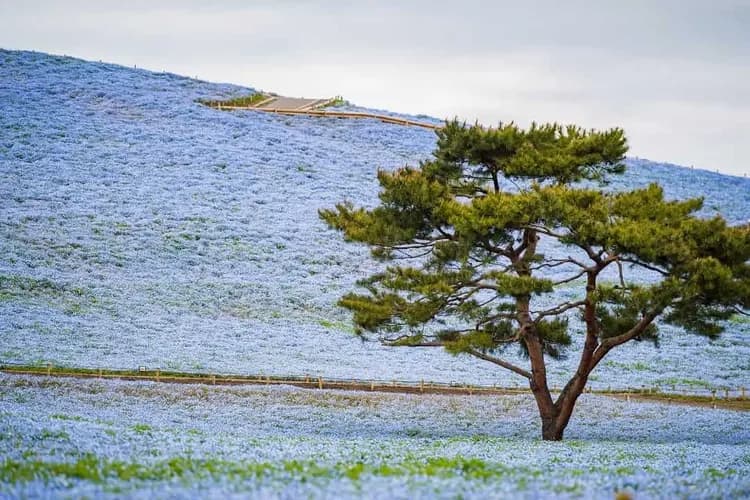 藍色粉蝶花海-常陸海濱公園