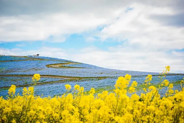 藍色粉蝶花海-常陸海濱公園