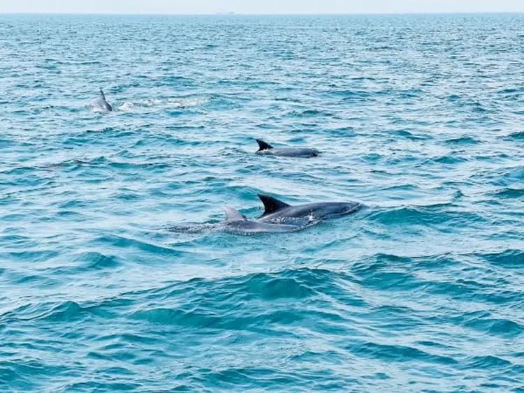 天草海豚觀賞船