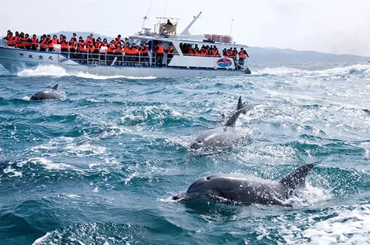 九州鐵道旅行～天草海豚遊船、雲仙熊本風情、柳川扁舟搖船、JR特級A列車五日