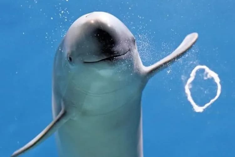 圖片出處：山口縣觀光聯盟-天草海豚觀賞船