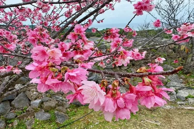 沖繩賞櫻第一線