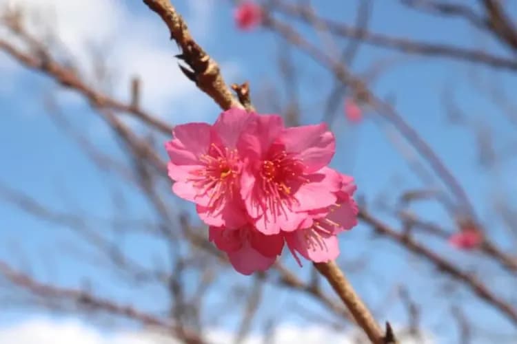 沖繩櫻花語～今歸仁櫻花祭、美麗海水族館、玉泉洞王國村、雙跳島風情遊四日-11