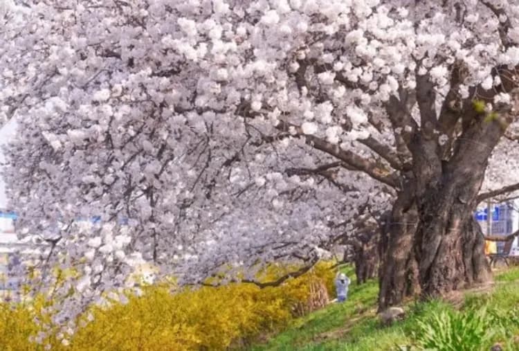清易櫻紛飛~愛寶樂園、清風湖櫻花節、丹陽天空步道、首爾塔歐洲村五日-6