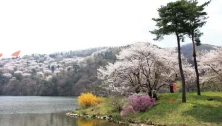 清易櫻紛飛~愛寶樂園、清風湖櫻花節、丹陽天空步道、首爾塔歐洲村五日-11