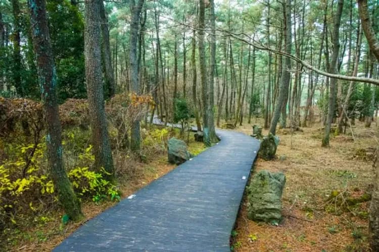 國家級漢拿山森林步道(思連伊林蔭道)-漢拏山徒步路：韓劇《秘密花園》拍攝地