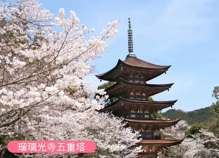 花戀九州四國廣島7日.道後溫泉.松山城纜車.錦帶橋.和服體驗.湯布院.嚴島神社.元乃隅神社.角島大橋.柳川遊船.櫻花隧道
