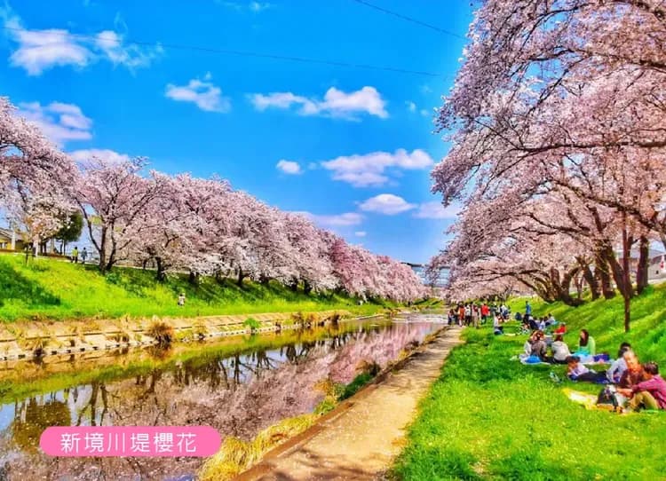 春櫻飛舞名松雙溫泉5日.足羽川隧道.長良川鐵道.一乘谷朝倉氏遺跡.金箔冰淇淋.百十郎櫻花.合掌村.下呂溫泉-5