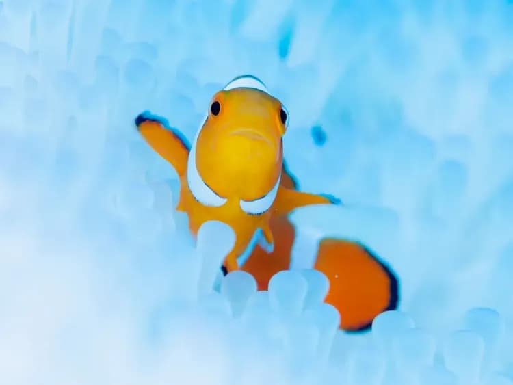 沖繩美麗海水族館門票(國際通Veltra 沖繩 Lounge 領取)| 事先兌換輕鬆入館,附贈 Lounge 來店特典-5