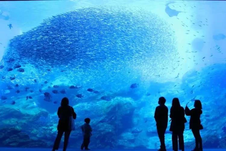 東北花卷｜藏王樹冰纜車.銀山溫泉.水族館.猊鼻溪輕舟.松島.採草莓雙溫泉五日