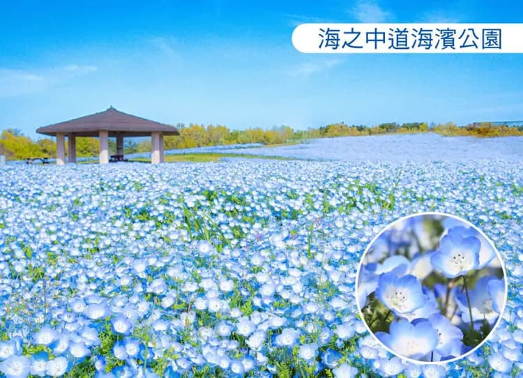 九州夢幻紫藤戀雙溫泉5日.河內藤園.海濱粉蝶花.山田大藤.湯布院小鎮.夢幻金麟湖.柳川扁舟.-5