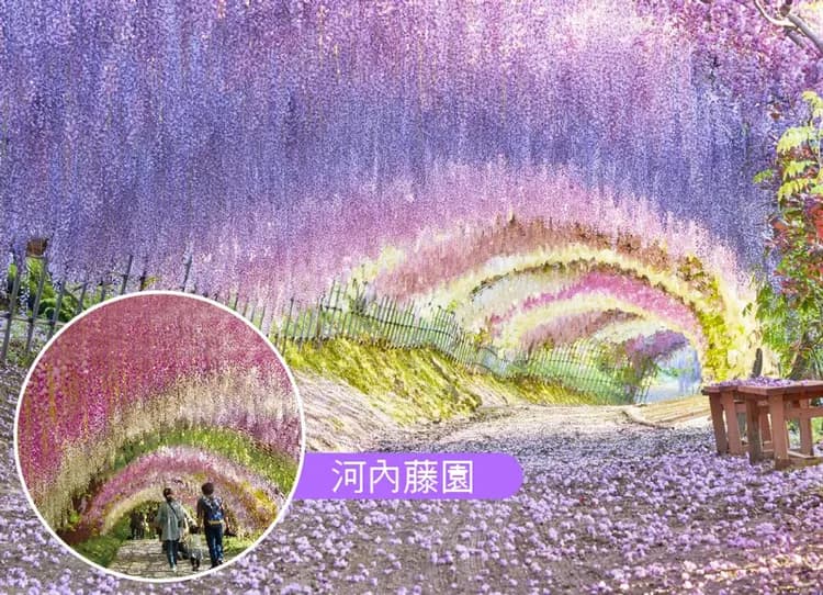 九州夢幻紫藤戀雙溫泉5日.河內藤園.海濱粉蝶花.山田大藤.湯布院小鎮.夢幻金麟湖.柳川扁舟.