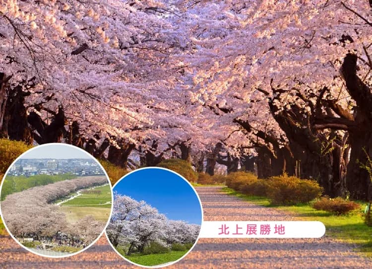 東北櫻花物語三溫泉5日.弘前櫻吹雪.津輕櫻花鐵道.銀山溫泉.北上展勝地.螃蟹吃到飽.(花卷進仙台出)