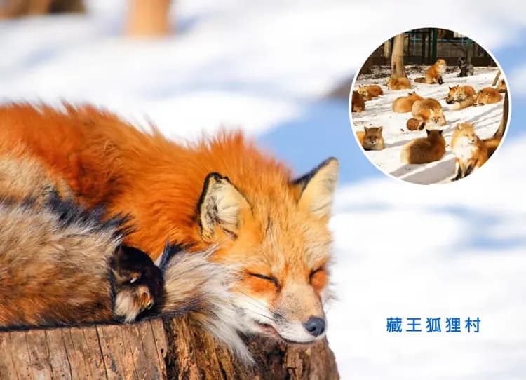 【獨家企劃】東北雙溫泉5日.採果樂.藍寶石水族館.煤炭化石.國寶白水阿彌陀堂.爆萌狐狸.松島遊船.清酒見學.懷石料理