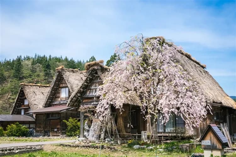北陸黑部立山雪牆・粉櫻雙絕景～千年臥龍櫻.兼六園.國寶松本城.白川鄉合掌村.甜蝦吃到飽.雙溫泉.名古屋萬怡五日｜全程保住