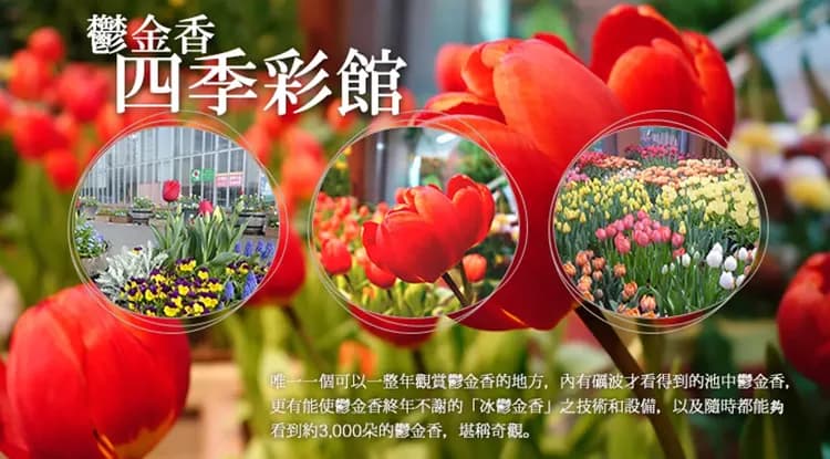 大阪北陸｜黑部立山雪之大谷｜白川鄉合掌村.上高地.兼六園.鬱金香花海.甜蝦吃到飽.粉蝶花海.名古屋萬怡五日｜高雄大阪來回