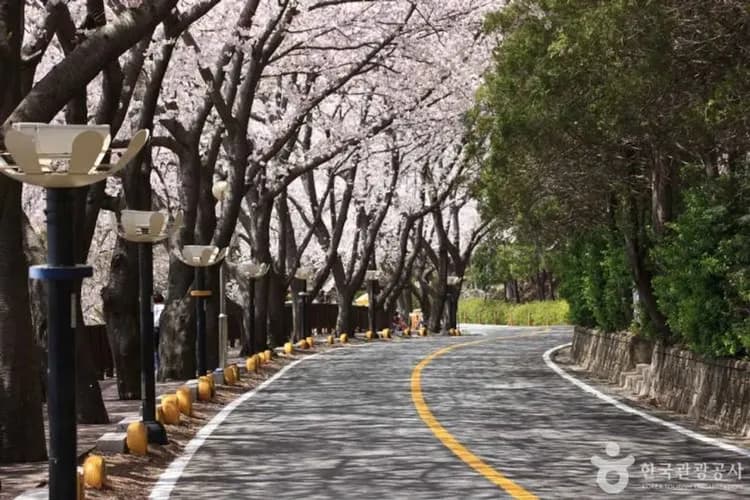 花現釜山鎮海櫻花｜EWORLD夜櫻.鎮海櫻花祭.浦項櫻花路.天空膠囊列車.金剛纜車(一站購物彩妝)五日-7