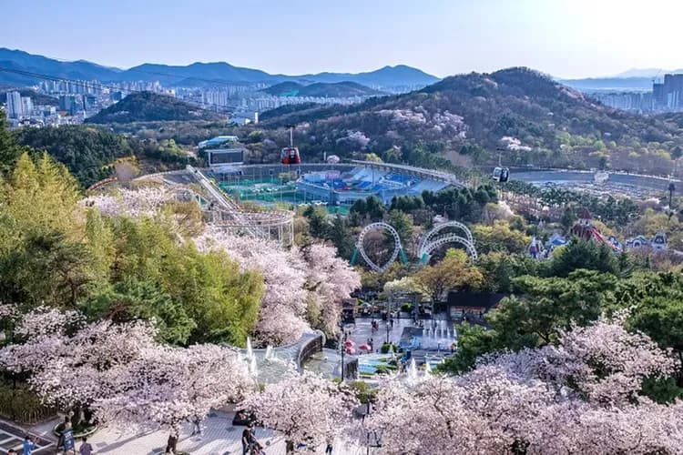 花現釜山鎮海櫻花｜EWORLD夜櫻.鎮海櫻花祭.浦項櫻花路.天空膠囊列車.金剛纜車(一站購物彩妝)五日