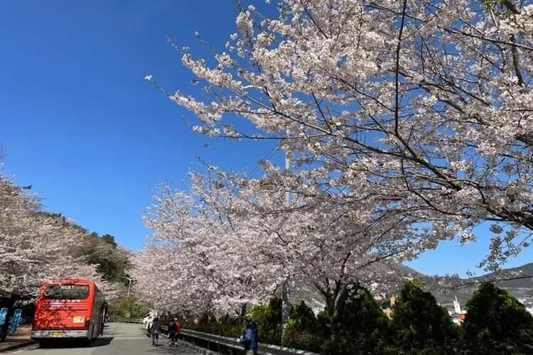 花現釜山慶州櫻花｜升等五星飯店.鎮海櫻花祭.松島海上纜車.韓服遊古宅.天空膠囊列車.海景汗蒸幕五日(彩妝)
