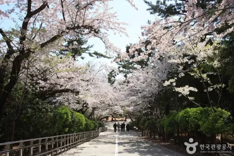 花現釜山櫻花｜一日自由活動.釜山最美鎮海櫻花季.天空膠囊列車.浪漫海雲台(一站彩妝)五日