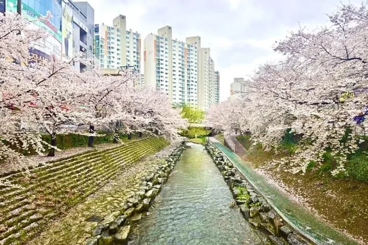 花現釜山鎮海櫻花｜鎮海櫻花祭.仙岩環湖賞櫻.無去川櫻花路.天空膠囊列車.樂天OUTLET(一站購物彩妝)五日