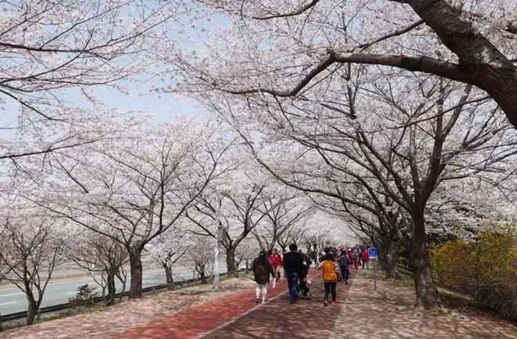 花現釜山慶州大邱櫻花｜鎮海櫻花祭.佛國寺.帝皇山.夜櫻83塔.釜山塔.天空膠囊列車.歷史金庫咖啡.長腳蟹美食五日(彩妝)