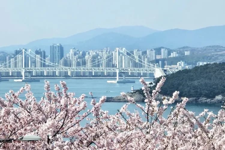 海雲台迎月路櫻花大道