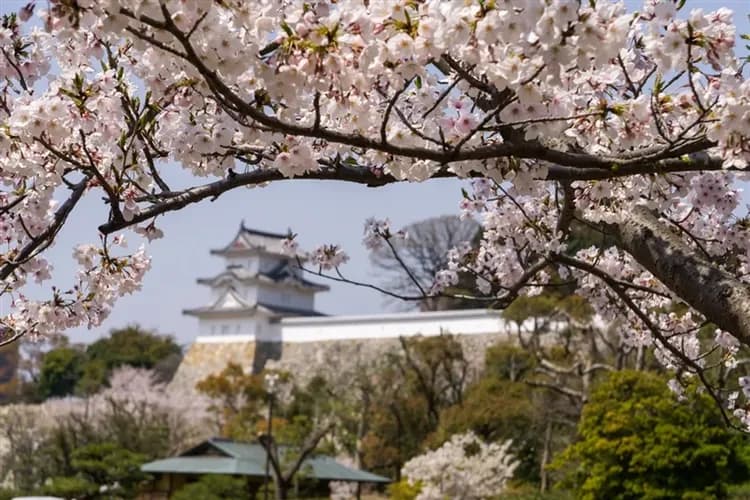 春櫻大阪│台灣虎航｜日本環球影城瑪利歐～櫻百選姬路城.好古園庭園.明石公園.清水寺.醍醐寺.採草莓五日｜高雄來回