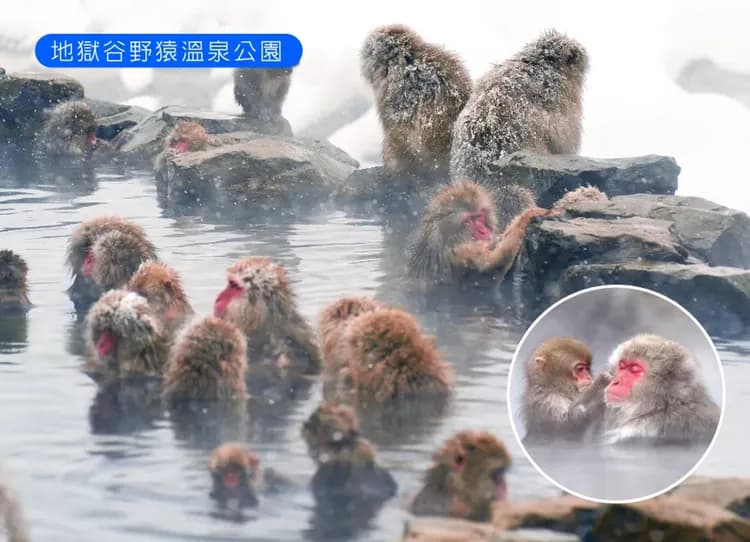 【北陸戲雪】5日.升等五星希爾頓.雪猴泡湯.新穗高纜車.兼六園.白川鄉童話合掌村.飛驒高山古街.下呂溫泉鄉