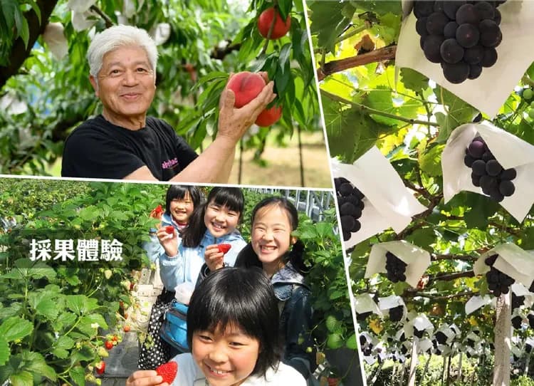 泰夢幻東京迪士尼6日.富士山大石四季花卉.採水果體驗.湯樂城主題泡湯.富士山纜車.燒肉吃到飽.螃蟹溫泉美食-7