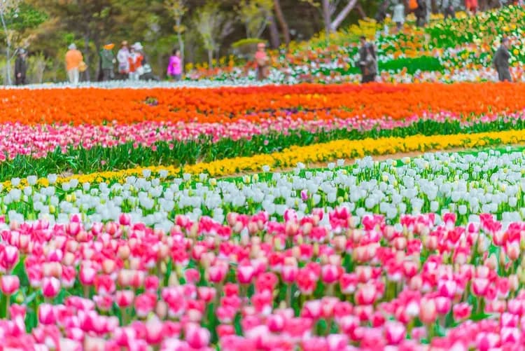 泰安鬱金香節