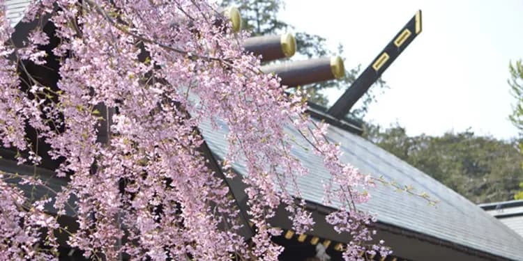 櫻情北海道～旭山動物園、賞芝櫻鬱金香、阿寒湖遊覽船、星野渡假村五日