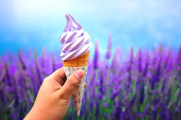 富田農場(美瑛之丘+四季彩之丘+富田農場)