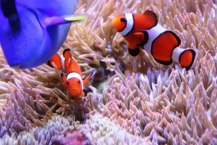 尼克斯海洋公園(企鵝遊行、水中隧道、銀河水槽)