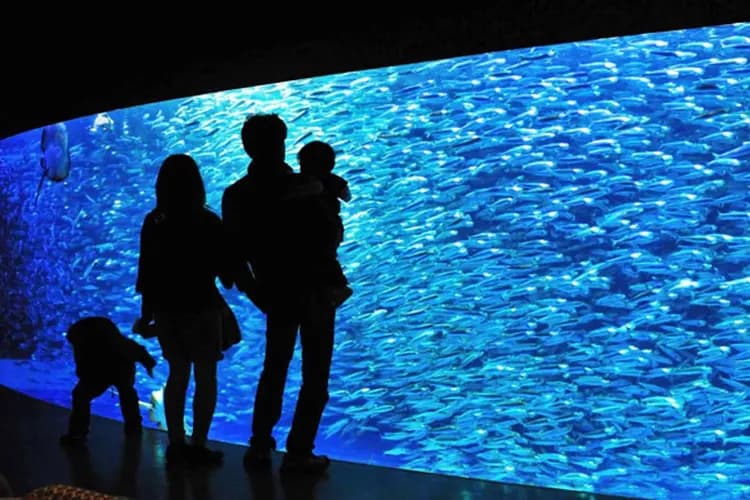 尼克斯海洋公園(企鵝遊行、水中隧道、銀河水槽)