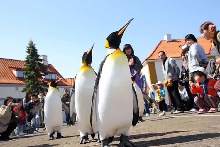尼克斯海洋公園(企鵝遊行、水中隧道、銀河水槽)