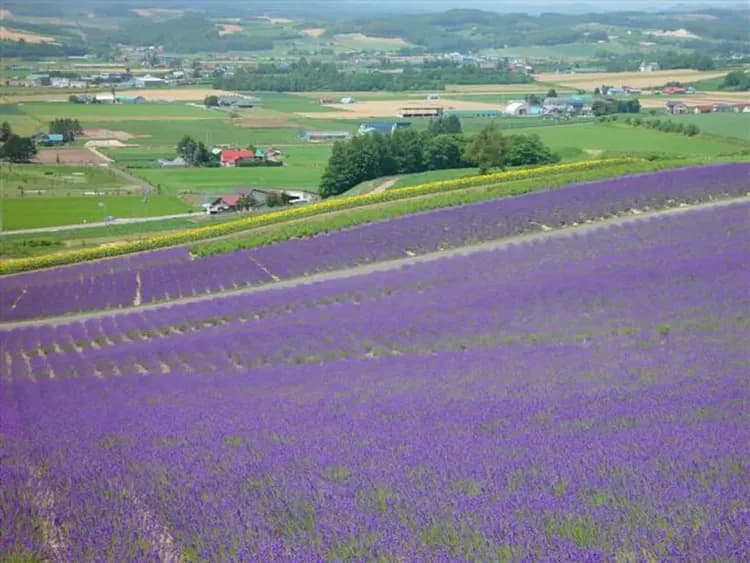 富田農場(美瑛之丘+四季彩之丘+富田農場)