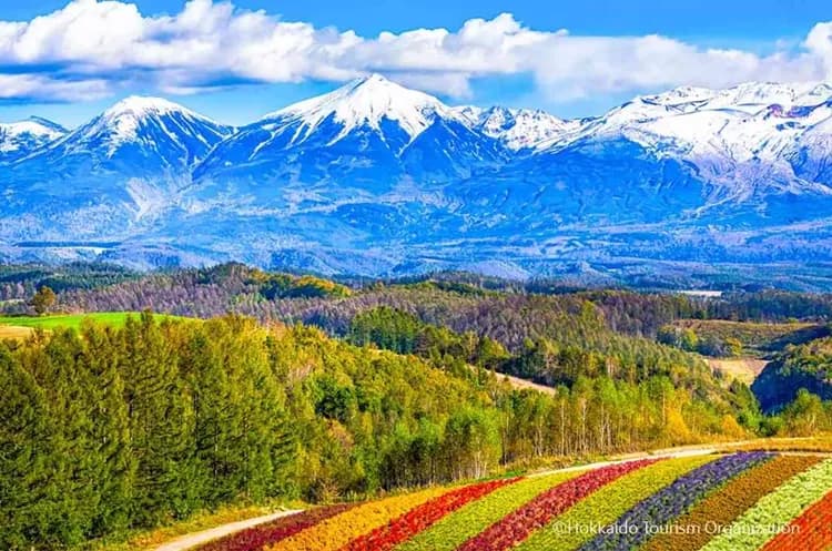 写真提供：Hokkaido Tourism Organization/禁止轉載-富田農場(美瑛之丘+四季彩之丘+富田農場)