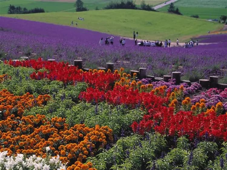 富田農場(美瑛之丘+四季彩之丘+富田農場)