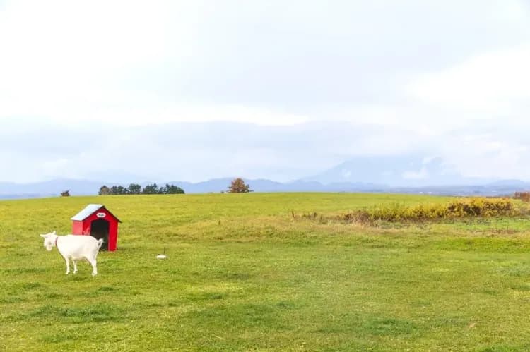 北海道官方旅遊網站-洞爺湖農場(送香濃冰淇淋)