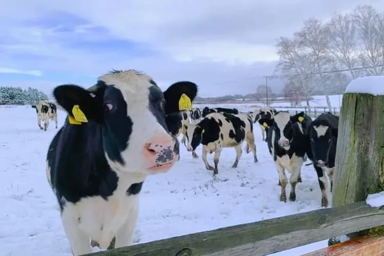 写真提供：HOKKAIDO_HAKONEFARM/禁止轉載-北海道牧場(可愛動物餵食+DIY牛奶糖體驗)