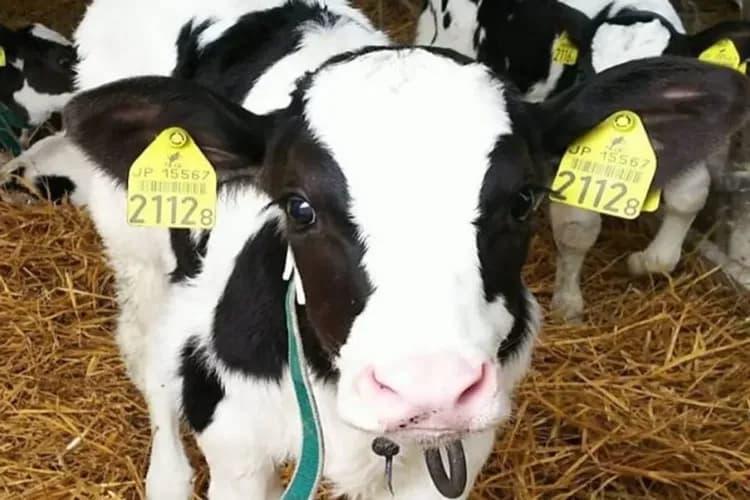写真提供：HOKKAIDO_HAKONEFARM/禁止轉載-北海道牧場(可愛動物餵食+DIY牛奶糖體驗)