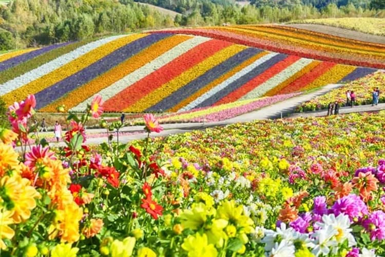 【星耀北海道、早鳥減2000】夢幻星空雲海、森林精靈露臺、小樽浪漫遊船、兩晚星野渡假村五日-5