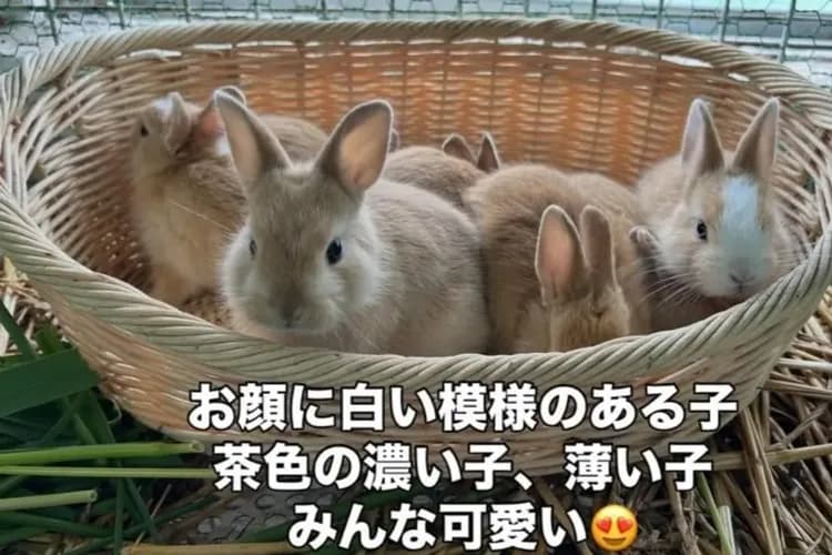 写真提供：HOKKAIDO_HAKONEFARM/禁止轉載-北海道牧場(可愛動物餵食+DIY牛奶糖體驗)