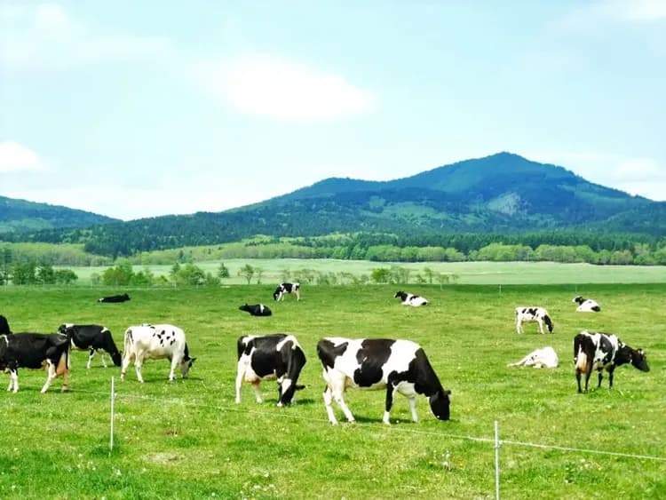北海道牧場(可愛動物餵食+DIY牛奶糖體驗)