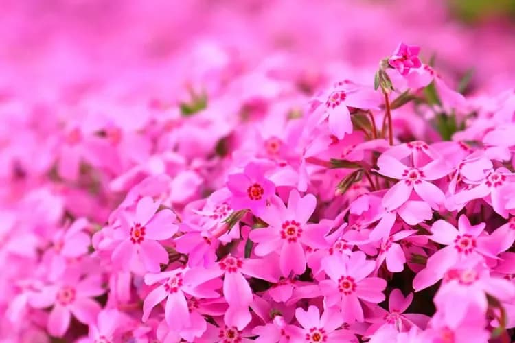 三島芝櫻園、羊蹄富士山(5月下旬～6月上旬)