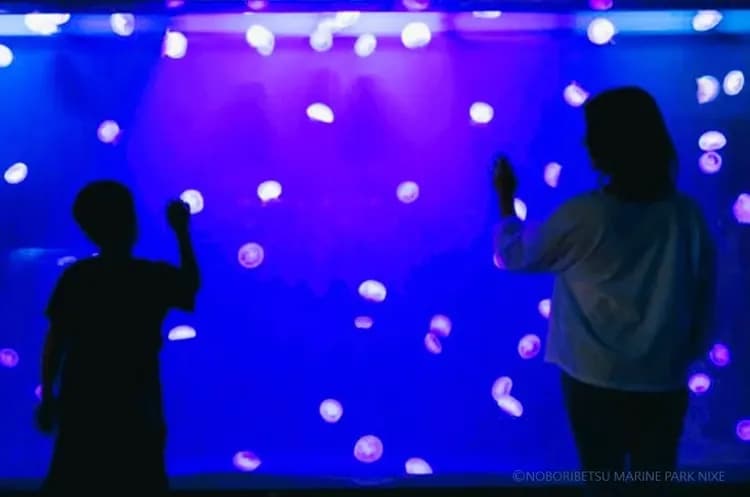 写真提供：登別マリンパークニクス/禁止轉載-尼克斯海洋世界(企鵝遊行)