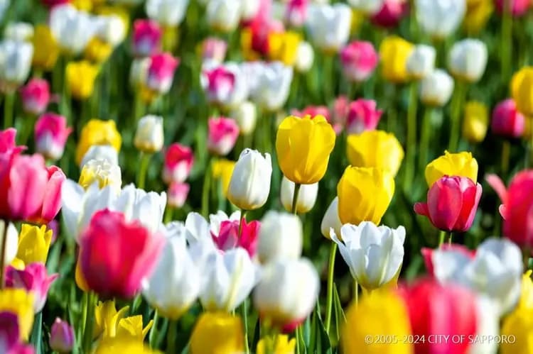 瀧野鈴蘭公園(花期5月中旬～6月)