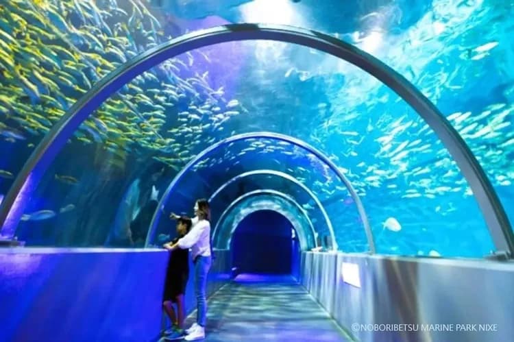 写真提供：登別マリンパークニクス/禁止轉載-尼克斯海洋世界(企鵝遊行)
