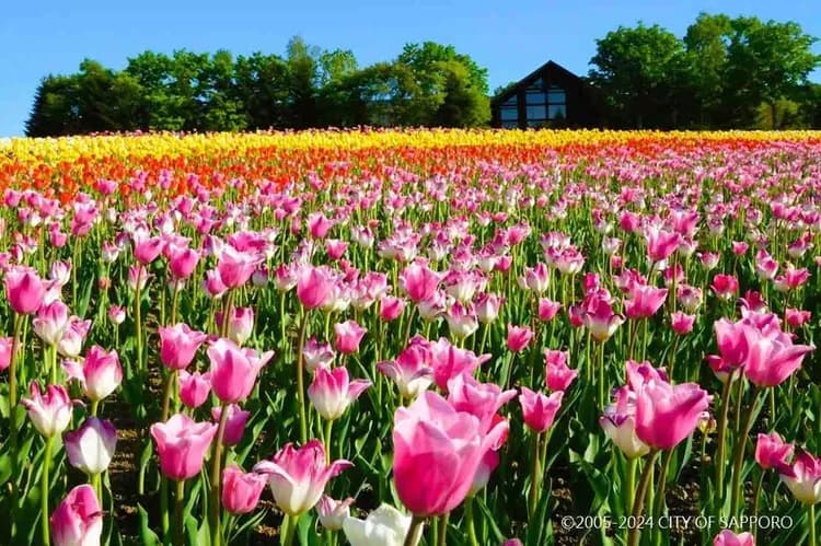 写真提供：CITY OF SAPPORO/禁止轉載-瀧野鈴蘭公園(花期5月中旬～6月)